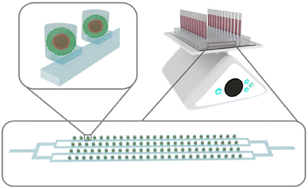 Graphical abstract: Spheroid-based skin-on-a-chip platform for the evaluation of the toxicity of small molecules and nanoparticles