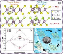 Graphical abstract: Phase selective hydrothermal synthesis of 1T MoS2 and Janus 1T MoSSe for the hydrogen evolution reaction