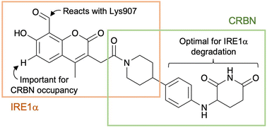 Graphical abstract: Structure-guided design of a truncated heterobivalent chemical probe degrader of IRE1α