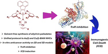 Graphical abstract: Investigation of the in vitro anticancer potential of bis(imino)acenaphthene–N-heterocyclic carbene transition metal complexes revealed TrxR inhibition and triggering of immunogenic cell death (ICD) for allyl palladates