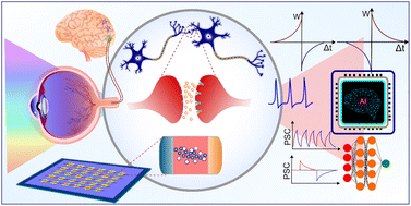 Graphical abstract: Photon-controlled memristive synapses: recent progress toward brain-inspired neuromorphic computing