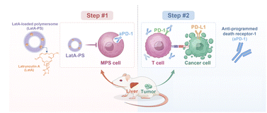 Graphical abstract: Pinocytosis inhibitory nanoparticles enhance aPD-1 antibody delivery and efficacy while avoiding toxicity in the treatment of solid tumors