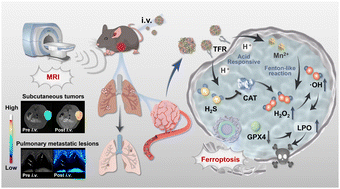 Graphical abstract: A transferrin-targeted nanoplatform for MRI-guided visualization and potent suppression of tumors and pulmonary metastatic lesions