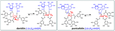 Graphical abstract: Conformationally flexible ellagitannins: conformational analysis of davidiin and punicafolin by DFT-based 1H–1H coupling constant calculations