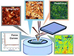 Graphical abstract: Probing the interactions in graphene oxide/MoS2 and reduced graphene oxide/MoS2 nanoarchitectures using multimodal scanning probe microscopy