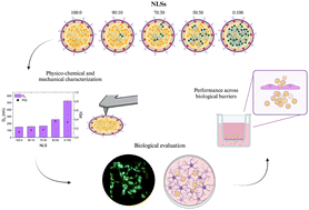 Graphical abstract: Tuning lipid nanocarrier mechanical properties to improve glioblastoma targeting and blood brain barrier penetration