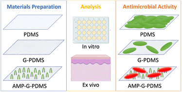 Graphical abstract: Antimicrobial peptide-conjugated graphene coatings for prevention and treatment of bacterial infections