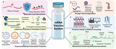 Graphical abstract: Engineered strategies for enhancing mRNA vaccine stability in delivery and storage