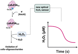 Graphical abstract: Continuous and sensitive monitoring of LPMO reactions using an optical H2O2 sensor