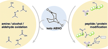 Graphical abstract: A reflection on ketoABNO: the crossing point between organic synthesis and protein modification