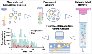 Graphical abstract: Quantitative single-particle profiling of extracellular vesicles via fluorescent nanoparticle tracking analysis