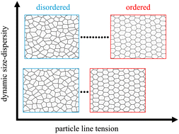 Graphical abstract: Order–disorder transition in soft and deformable particle assembly with dynamic size-dispersity in two dimensions