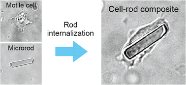 Graphical abstract: Nudging cell migration from within through microrod-induced morphological deformation