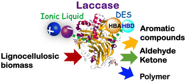 Graphical abstract: Advancing laccase-catalysed depolymerisation of lignocellulosic biomass with the help of ionic liquids or deep eutectic solvents