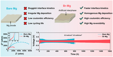 Graphical abstract: A bromine-rich artificial interphase to regulate interfacial kinetics in boron-centered electrolytes for magnesium metal batteries