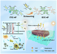 Graphical abstract: Molecular scissoring strategy to modify band gap and molecular motion for high-performance solar desalination and water purification