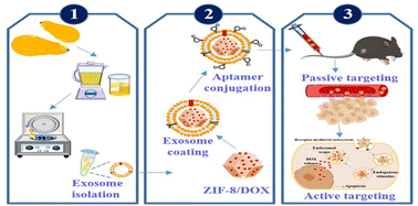 Graphical abstract: ZIF-8/doxorubicin nanoparticles camouflaged with Cucurbita-derived exosomes for targeted prostate cancer therapy