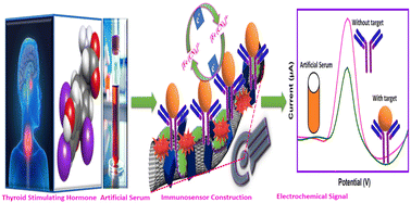 Graphical abstract: CVD-grown MXene–CNT nanocomposite-assisted electrochemical immunosensors for label-free and ultra-sensitive monitoring of thyroid-stimulating hormone in artificial serum