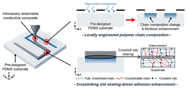 Graphical abstract: Crosslinking site sharing-driven interface engineering to enhance adhesion between PDMS substrates and Ag–PDMS conductors