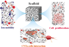 Graphical abstract: Dual-conductive polymeric deep eutectic solvent scaffolds containing carbon nanotubes for spinal cord reconnection