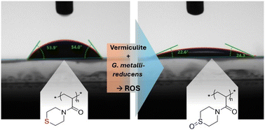 Graphical abstract: Sustainable barrier coatings for food packaging with a built-in, redox-activated trigger for surface hydrophilization