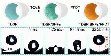 Graphical abstract: Robust superamphiphobic coatings in confined and chemically inert tubular geometries enabled by a dynamic circulation coating strategy