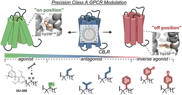 Graphical abstract: Single-position ligand modifications tune CB2R activity by targeting the toggle switch
