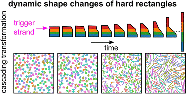 Graphical abstract: Response to dynamic shape changes in suspensions of hard rectangles