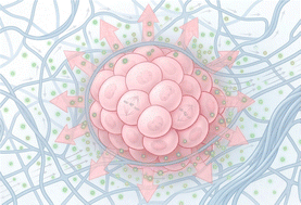 Graphical abstract: Modeling tumor transport and growth with poroelastic biopolymer networks