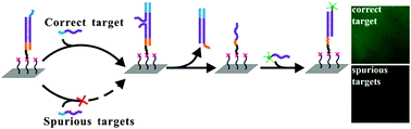 Graphical abstract: Enhanced DNA toehold exchange reaction on a chip surface to discriminate single-base changes