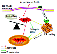 Graphical abstract: Lactobacillus paracasei subsp. paracasei M5L induces cell cycle arrest and calreticulin translocation via the generation of reactive oxygen species in HT-29 cell apoptosis