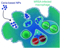 Graphical abstract: Inorganic nanohybrids combat antibiotic-resistant bacteria hiding within human macrophages