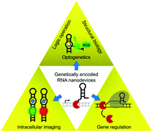 Graphical abstract: Genetically encoded RNA nanodevices for cellular imaging and regulation