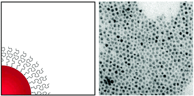 Graphical abstract: A systematic examination of surface coatings on the optical and chemical properties of semiconductor quantum dots