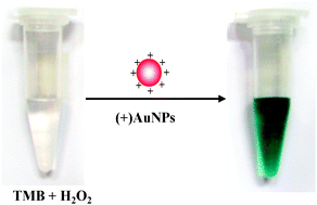 Graphical abstract: Positively-charged gold nanoparticles as peroxidiase mimic and their application in hydrogen peroxide and glucose detection