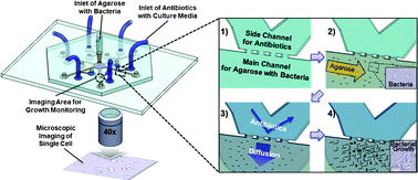 Graphical abstract: Rapid antibiotic susceptibility testing by tracking single cell growth in a microfluidic agarose channel system