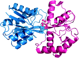 Graphical abstract: Binding of oxo-Cu2 clusters to ferric ion-binding protein A from Neisseria gonorrhoeae: a structural insight