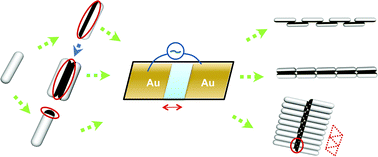 Graphical abstract: Reconfigurable assemblies of Janus rods in AC electric fields