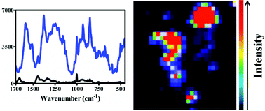 Graphical abstract: Gold nanoparticles as a substrate in bio-analytical near-infrared surface-enhanced Raman spectroscopy