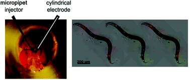 Graphical abstract: Selected recent in vivo studies on chemical measurements in invertebrates