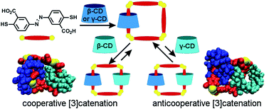 Graphical abstract: Catenanes from catenanes: quantitative assessment of cooperativity in dynamic combinatorial catenation