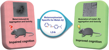 Graphical abstract: A rationally designed small molecule for identifying an in vivo link between metal–amyloid-β complexes and the pathogenesis of Alzheimer's disease