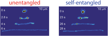 Graphical abstract: Stretching self-entangled DNA molecules in elongational fields