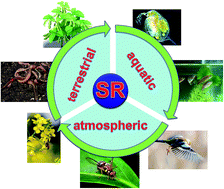 Graphical abstract: Accumulation and transformation of nanomaterials in ecological model organisms investigated by using synchrotron radiation techniques