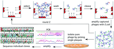 Graphical abstract: Identifying the cellular targets of natural products using T7 phage display