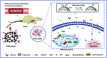 Graphical abstract: Potential hepatoprotective effects of fullerenol nanoparticles on alcohol-induced oxidative stress by ROS