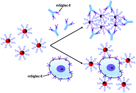 Graphical abstract: Detection of mSiglec-E, in solution and expressed on the surface of Chinese hamster ovary cells, using sialic acid functionalised gold nanoparticles