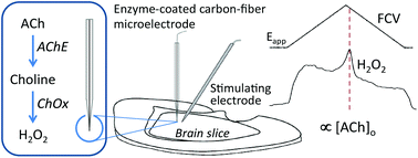 Graphical abstract: Detection of evoked acetylcholine release in mouse brain slices