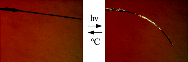 Graphical abstract: The effect of thermal expansion on photoisomerisation in the crystals of [Co(NH3)5NO2]Cl(NO3): different strain origins – different outcomes