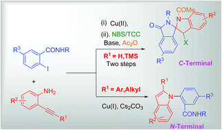 Graphical abstract: Synthesis of spiro isoindolinone-indolines and 1,2-disubstituted indoles from 2-iodobenzamide derivatives